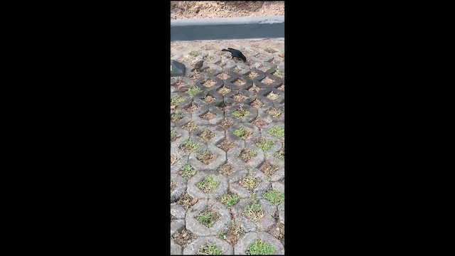Scrub Blackbird - ML631276202
