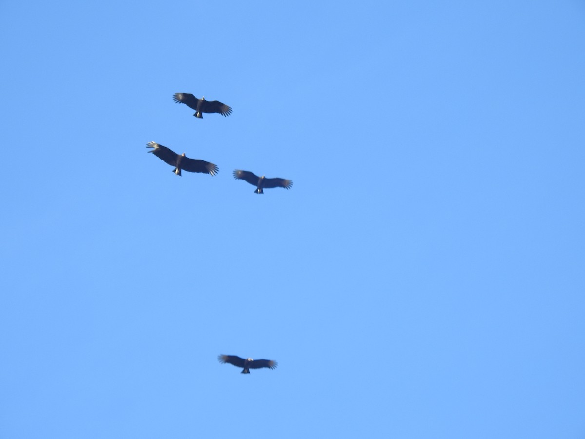 Black Vulture - ML631276224