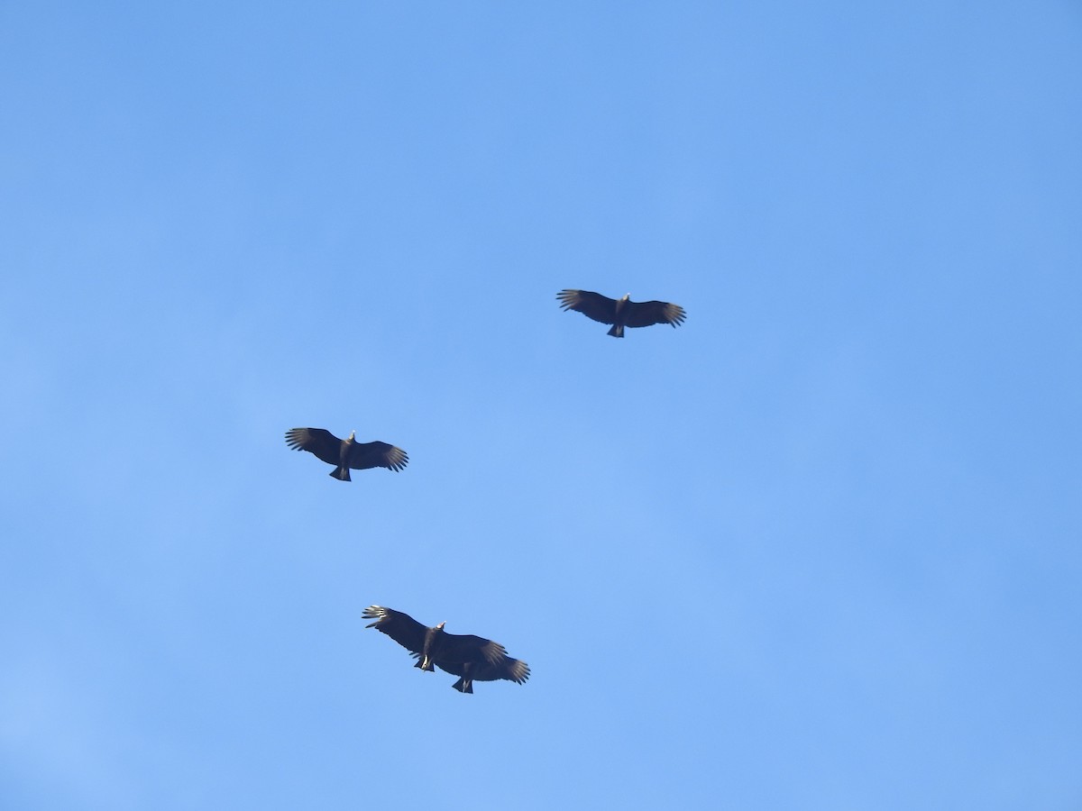 Black Vulture - ML631276225