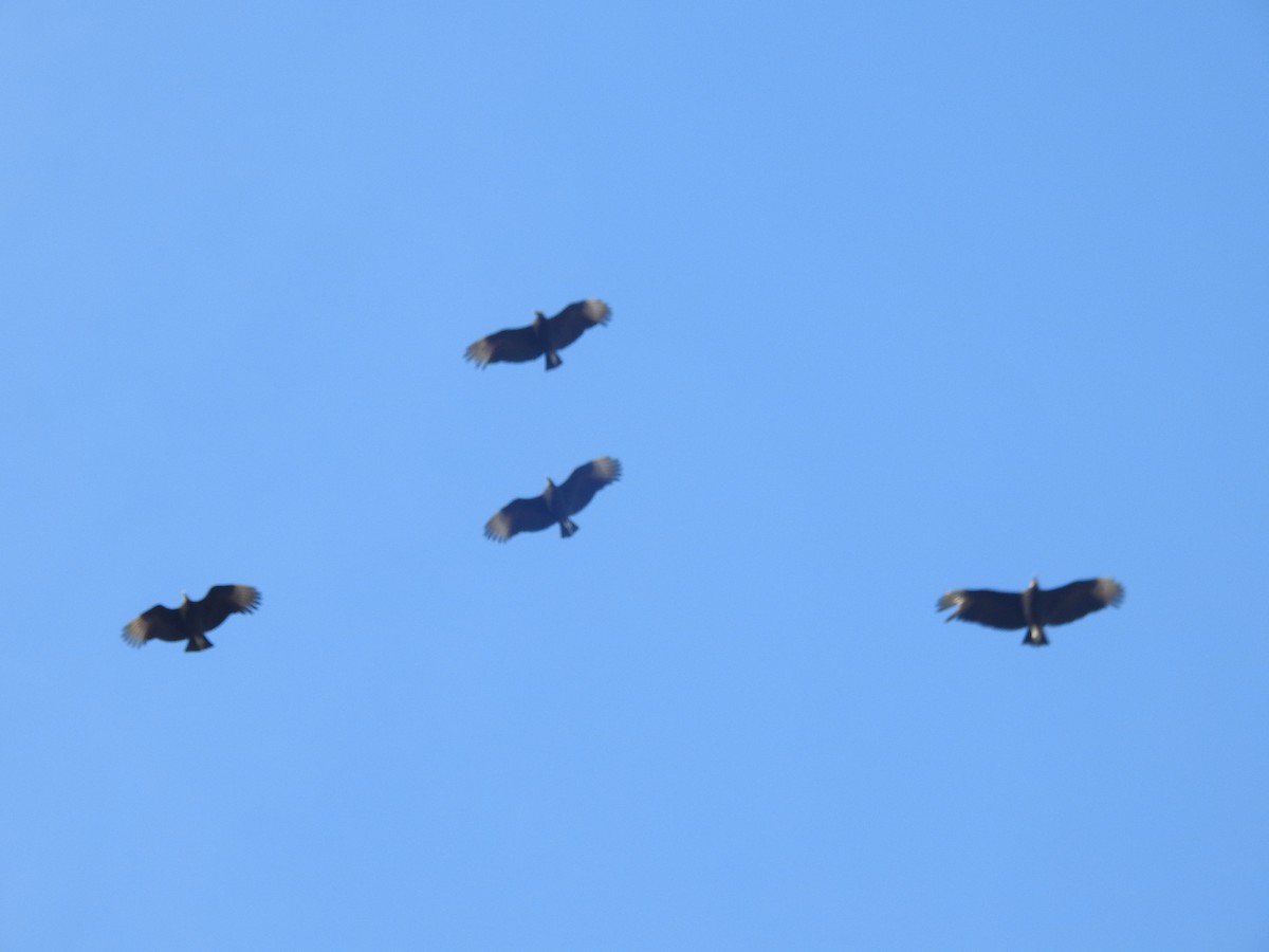 Black Vulture - ML631276228