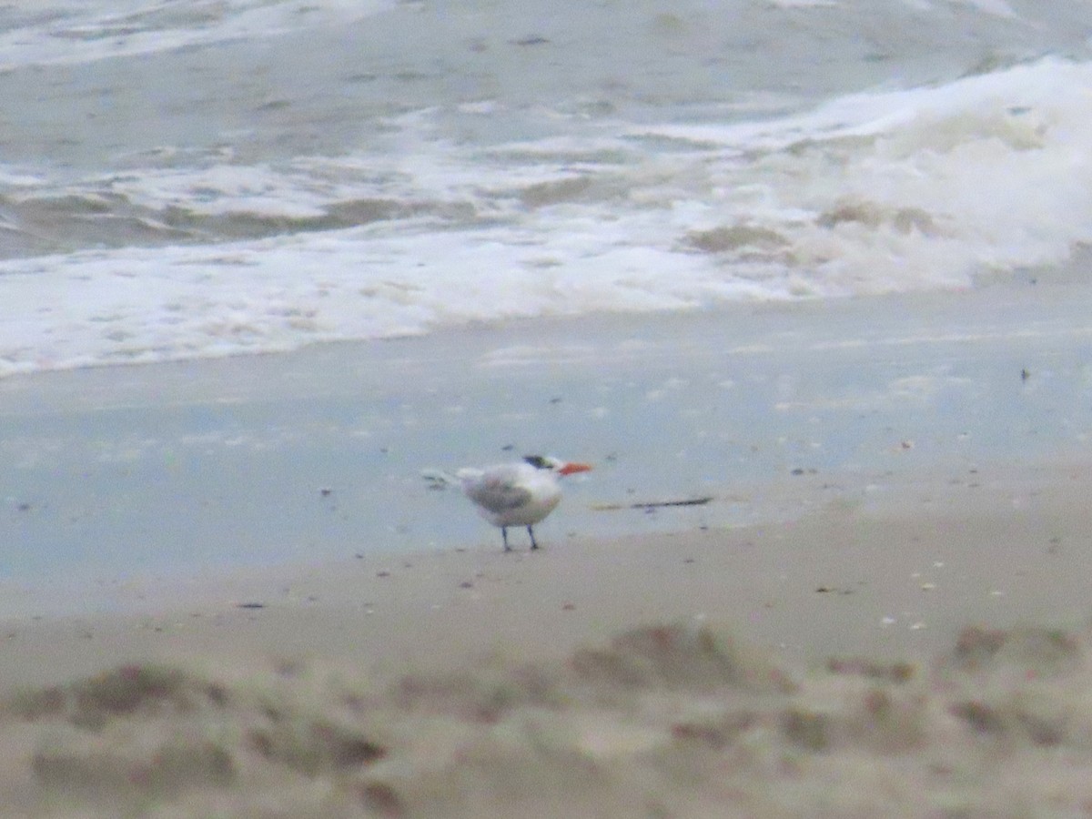 Royal Tern - ML631276318