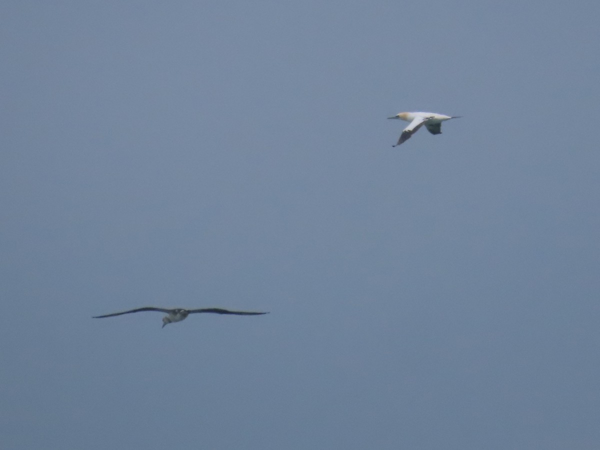 Northern Gannet - ML631276332