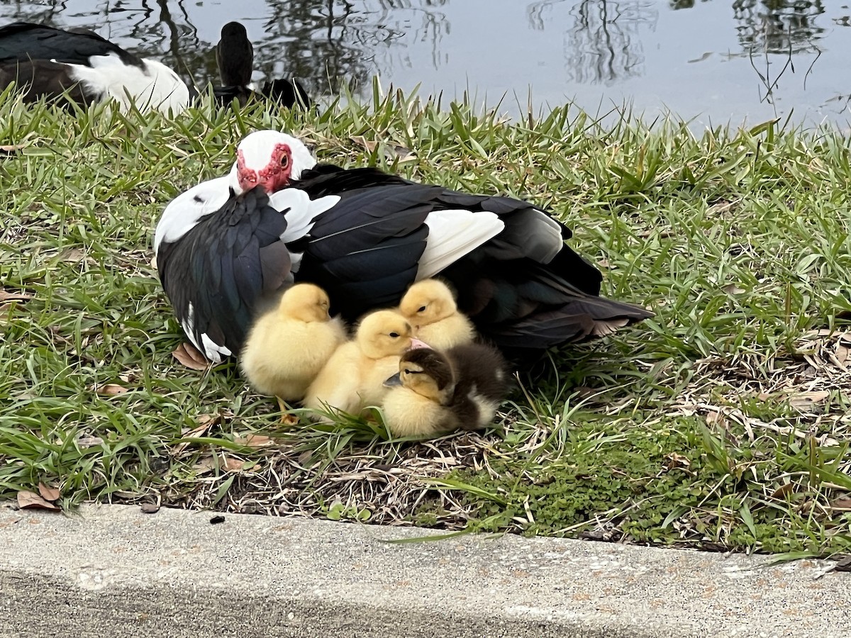 Muscovy Duck (Domestic type) - ML631276335
