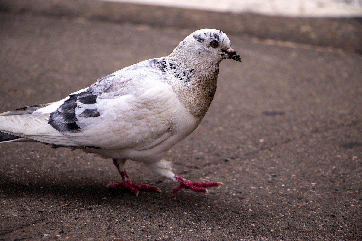 Rock Pigeon (Feral Pigeon) - ML631276380