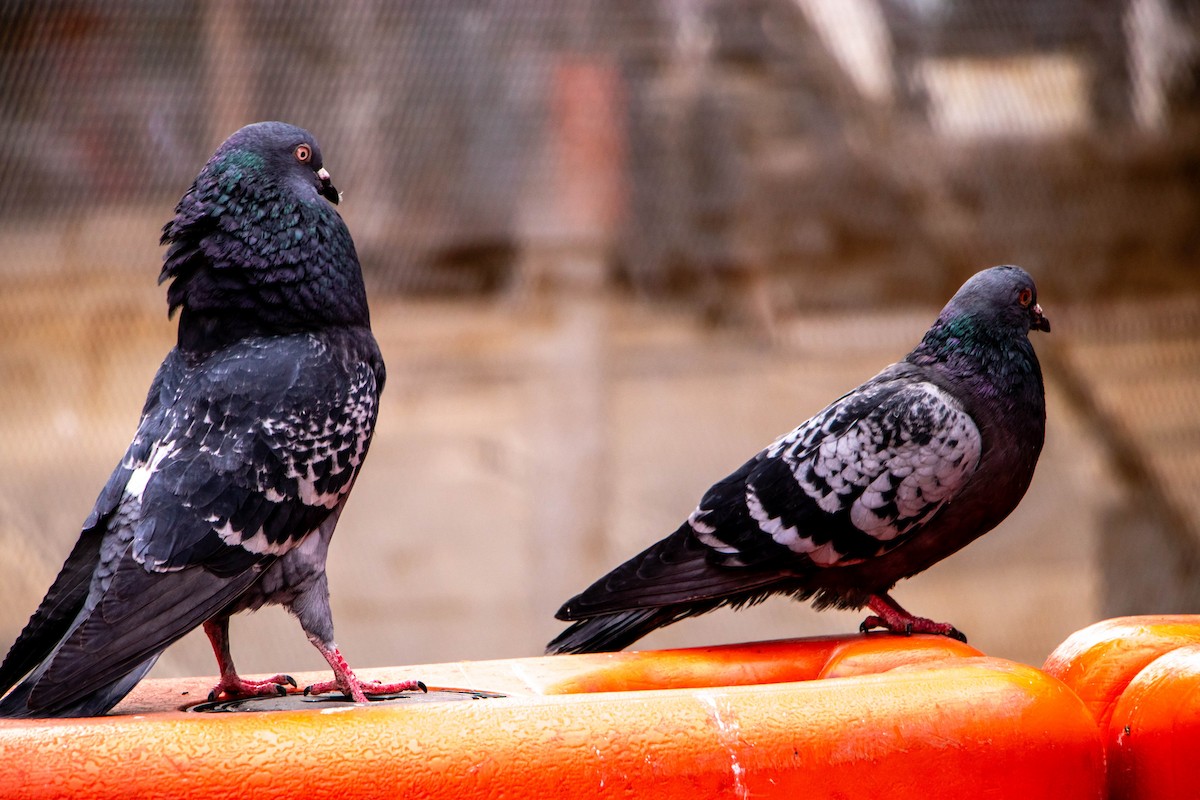 Rock Pigeon (Feral Pigeon) - ML631276386