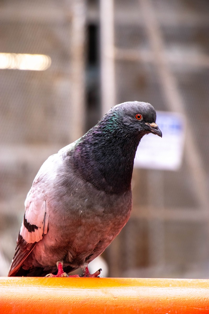 Rock Pigeon (Feral Pigeon) - ML631276395