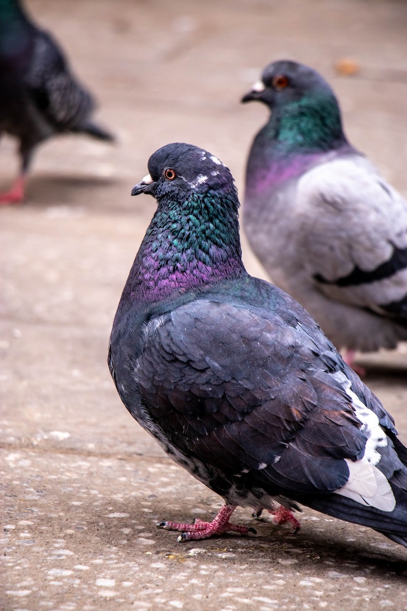 Rock Pigeon (Feral Pigeon) - ML631276396