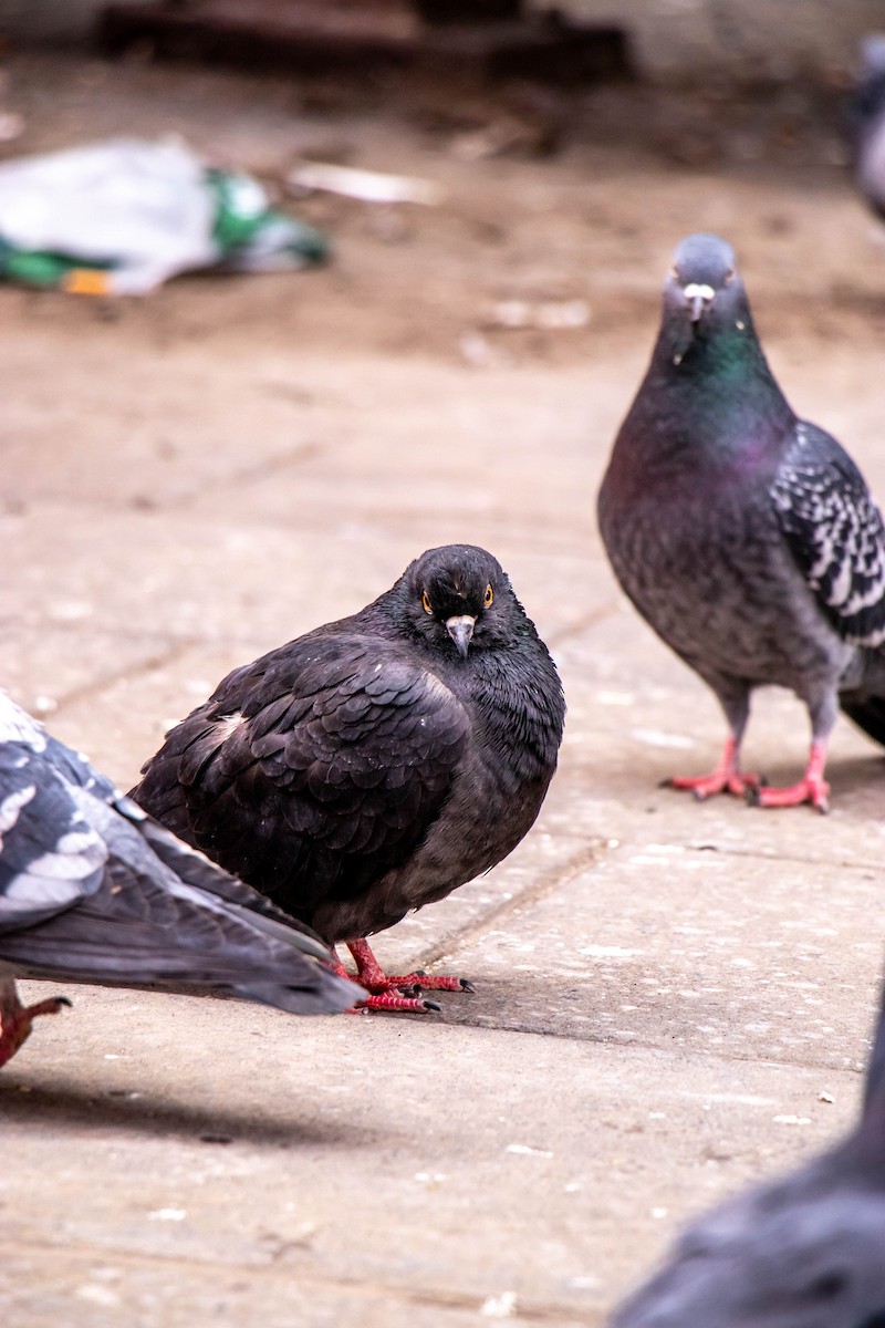 Rock Pigeon (Feral Pigeon) - ML631276397