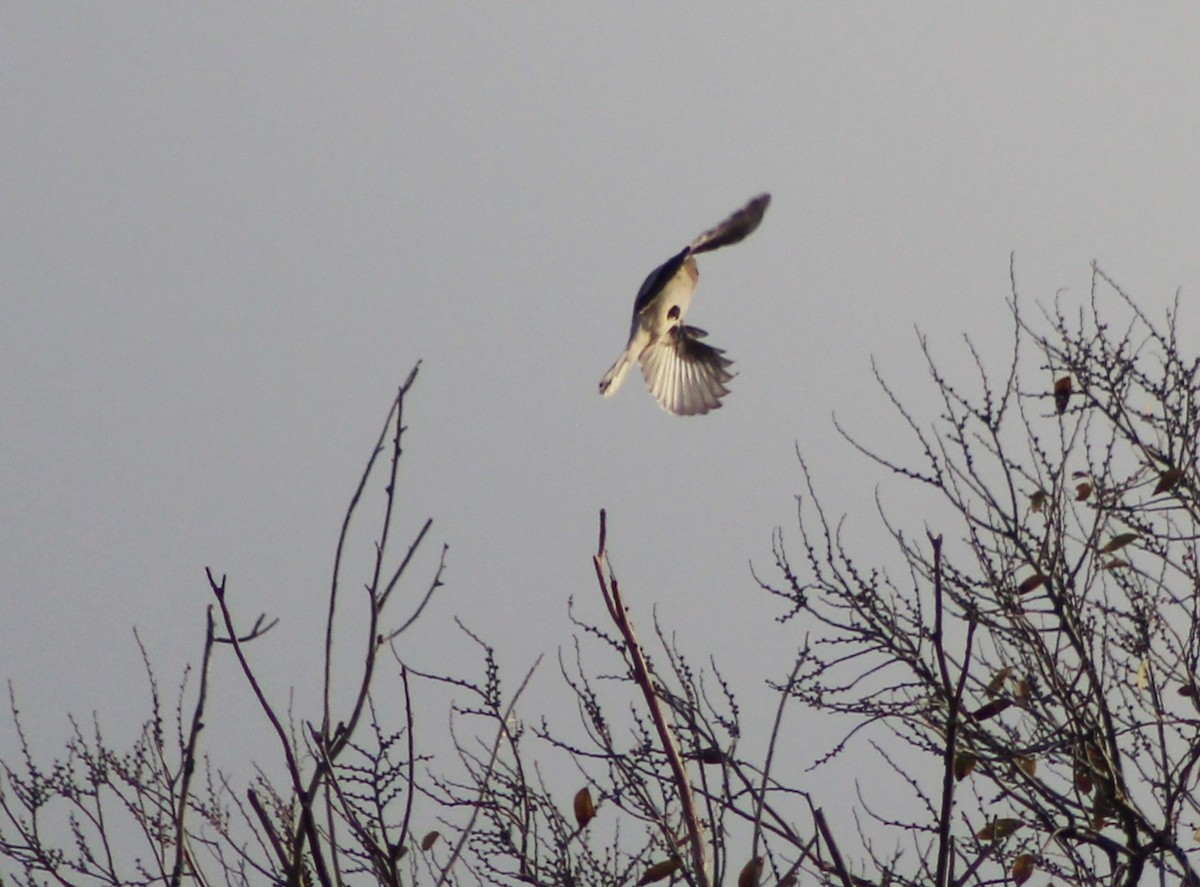 Northern Shrike - ML631276411