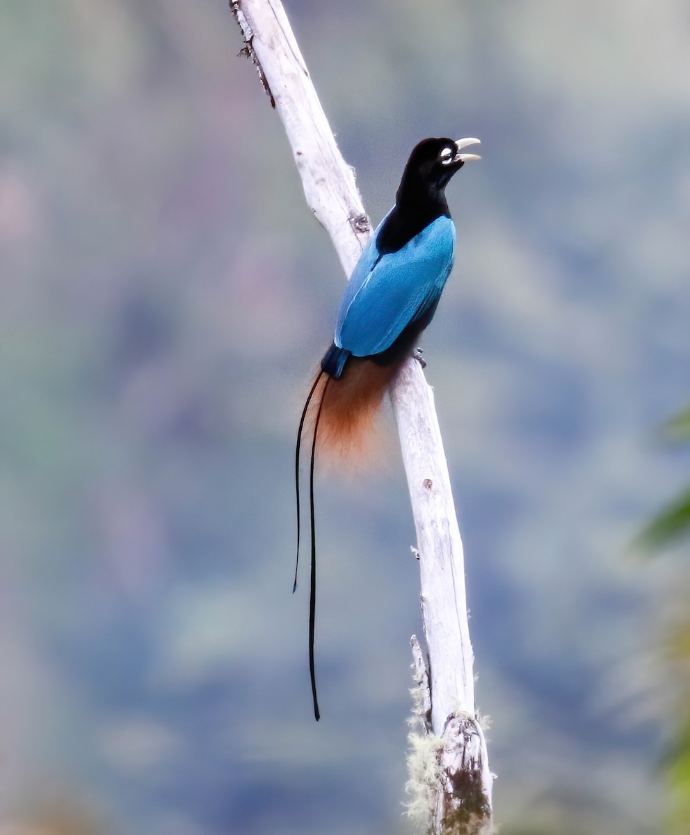 Blue Bird-of-Paradise - ML631276460