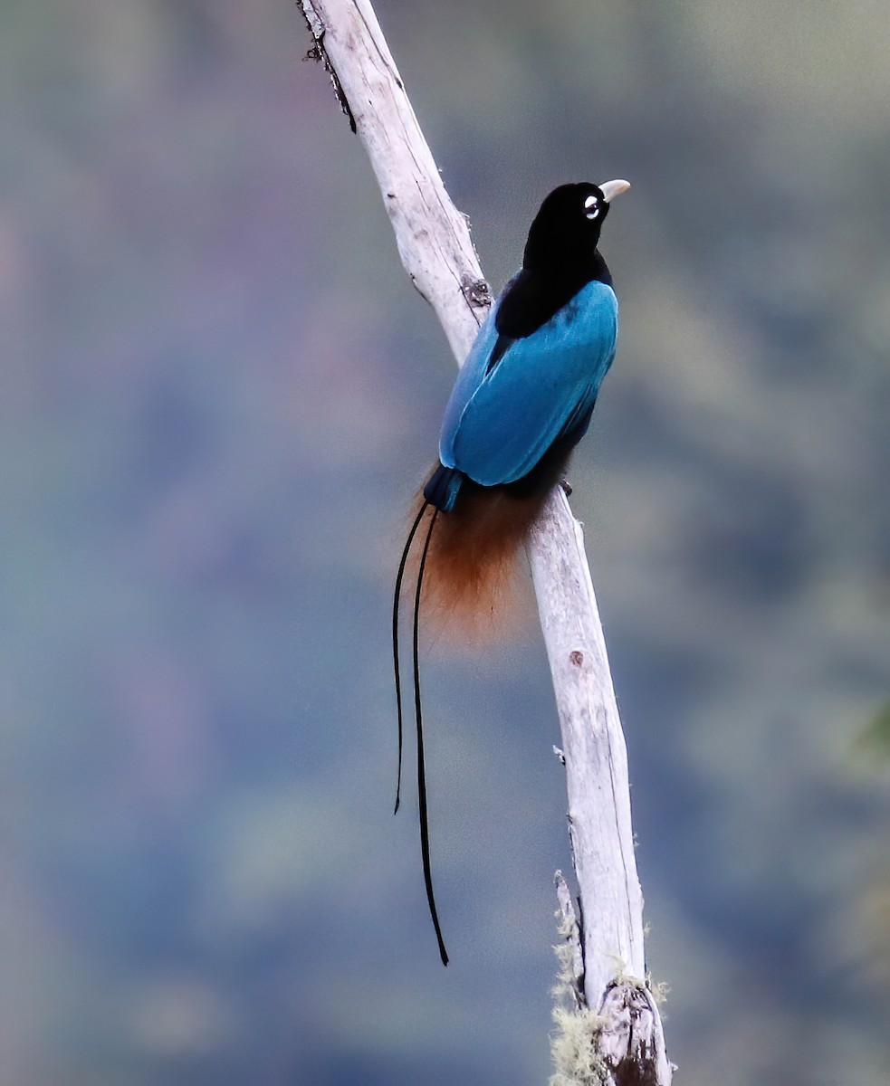 Blue Bird-of-Paradise - ML631276467