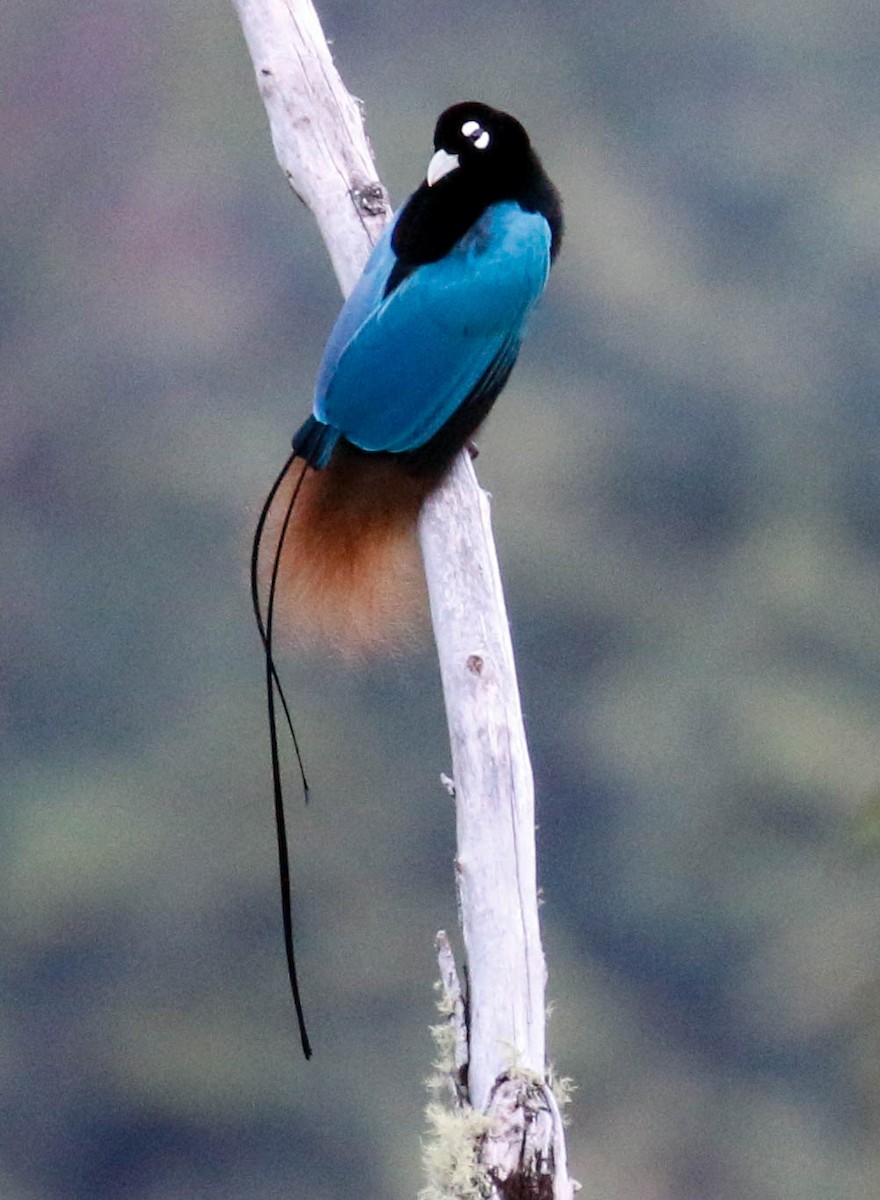 Blue Bird-of-Paradise - ML631276485