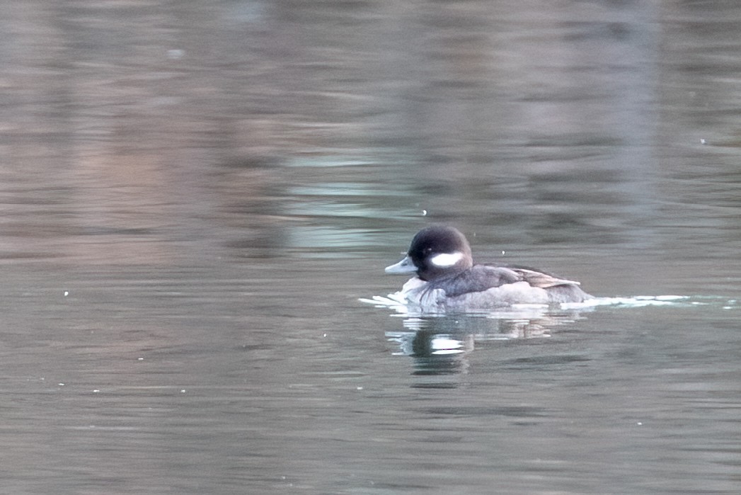 bøffeland - ML631276590