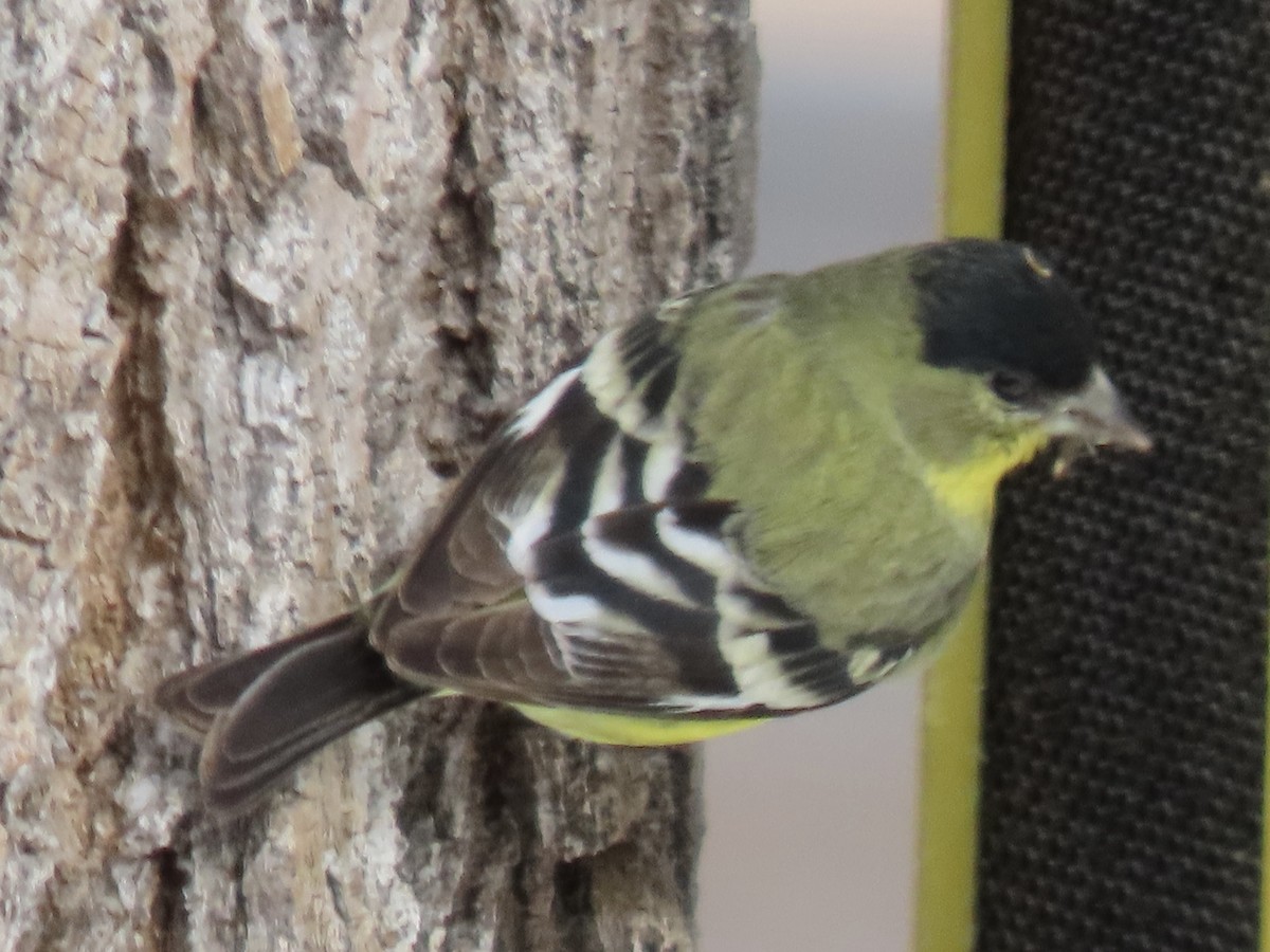 Lesser Goldfinch - ML631276603