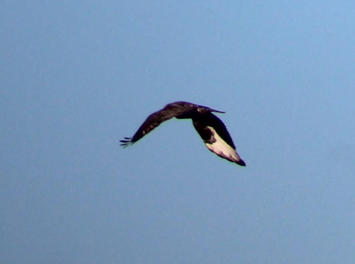 Poiana calzata - ML631276629
