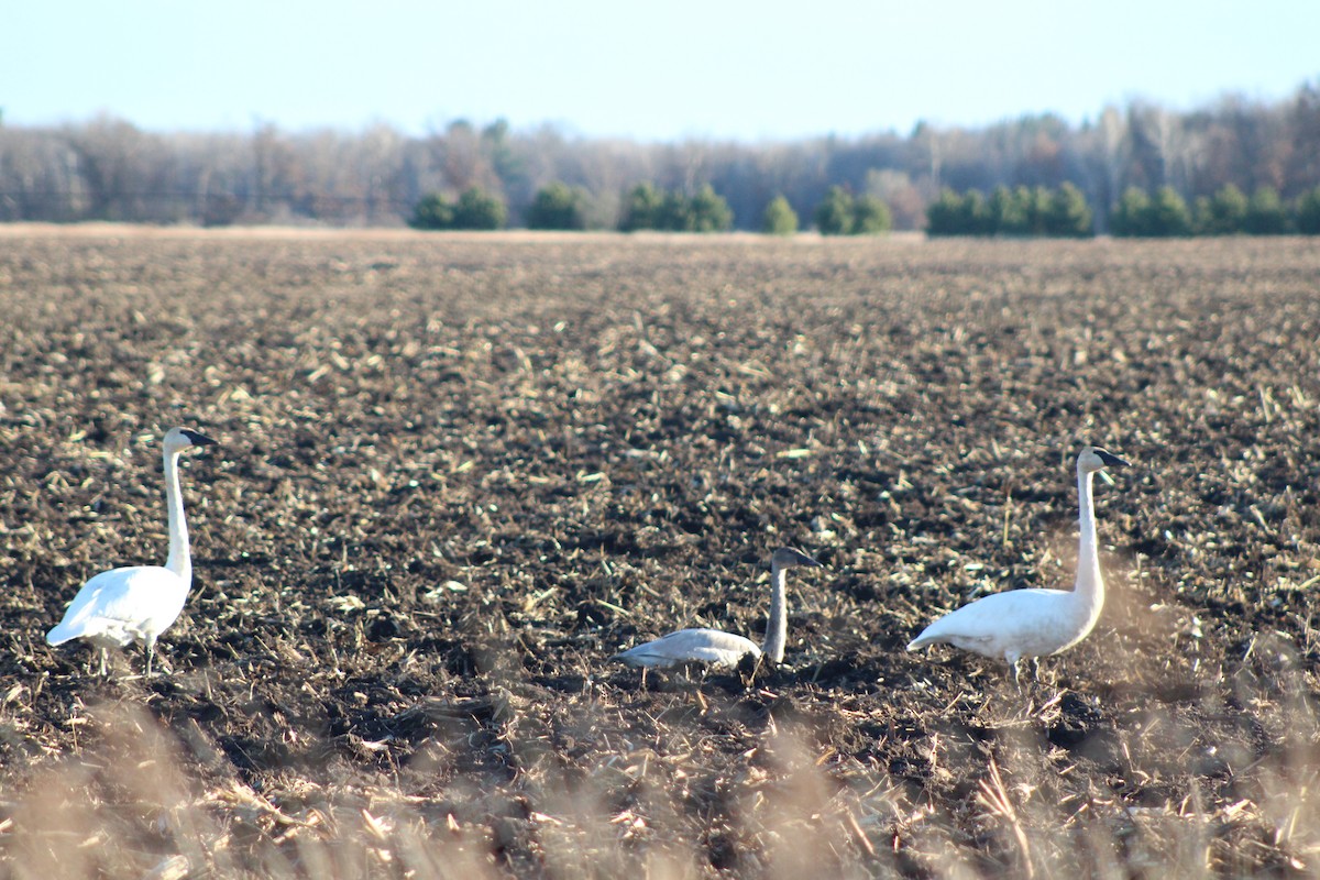 Trumpeter Swan - ML631276648