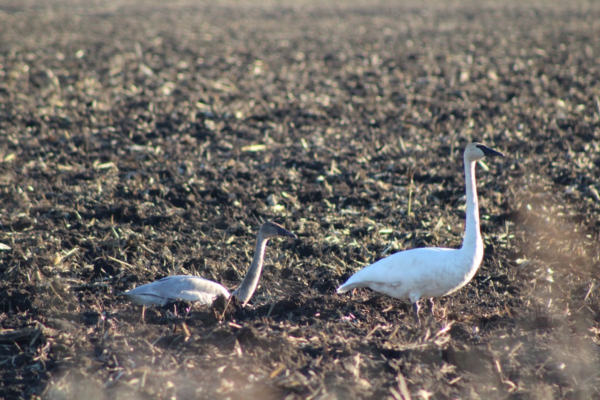 Trumpeter Swan - ML631276652