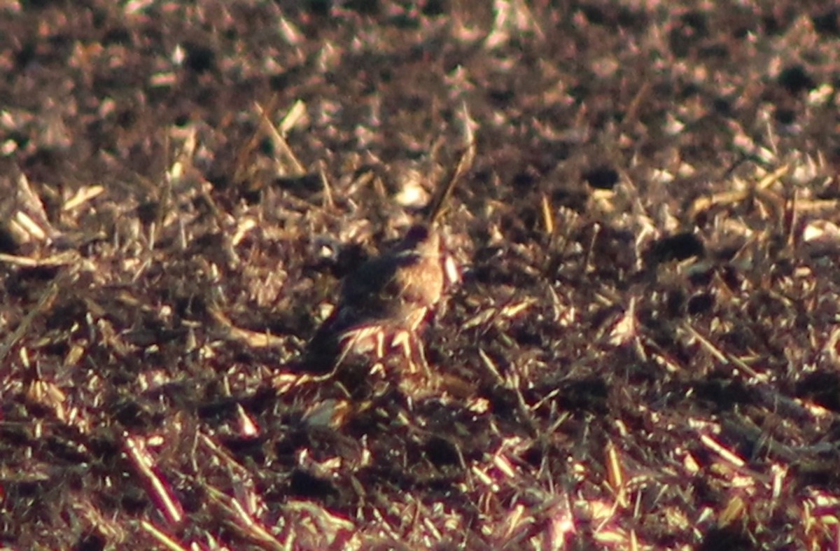 Northern Harrier - ML631276658