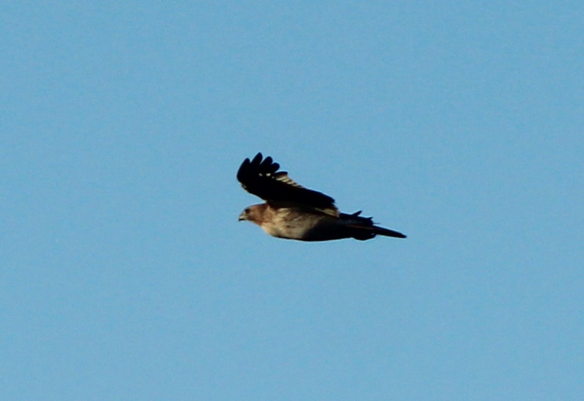 Poiana codarossa - ML631276662
