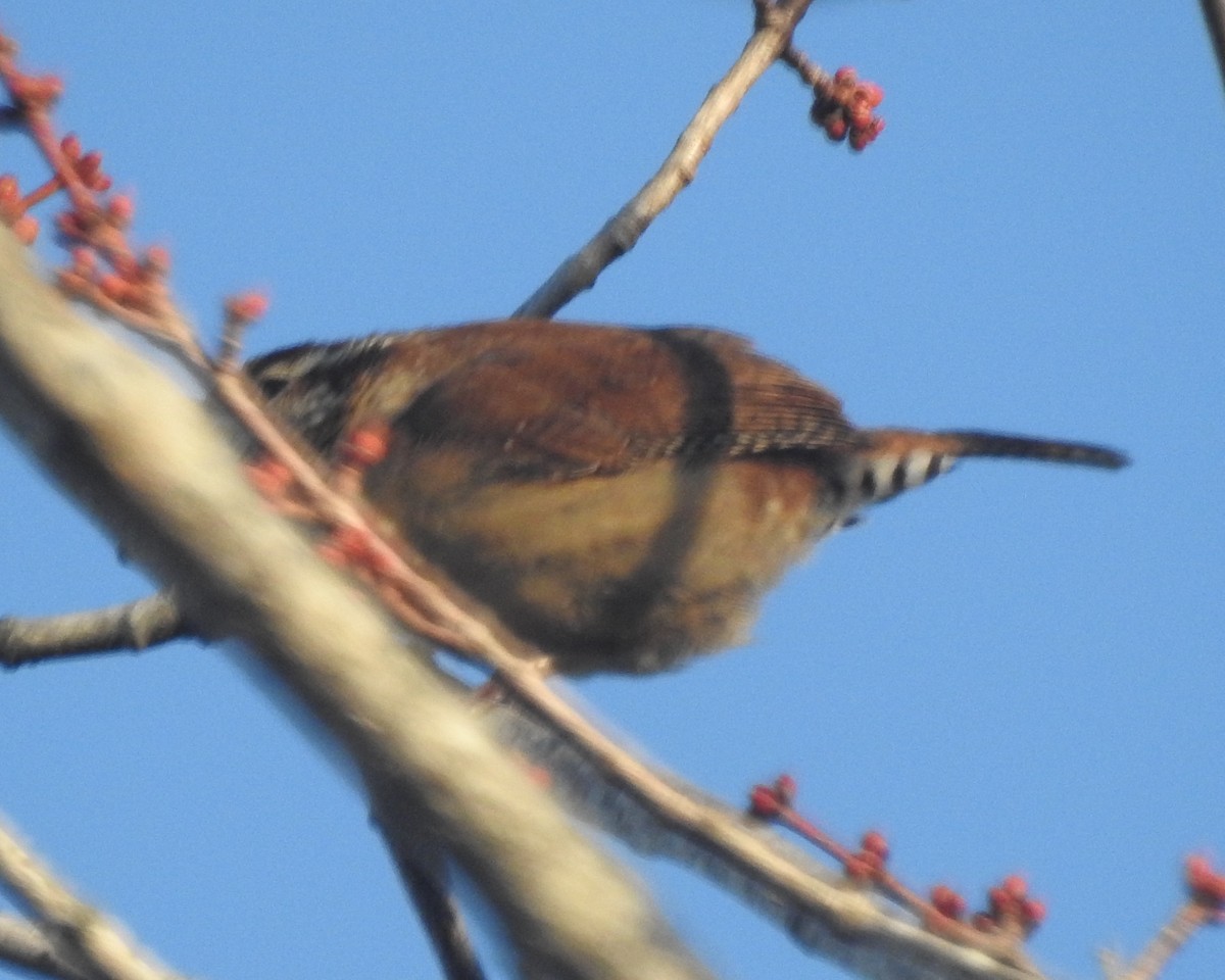 Carolina Wren - ML631276766