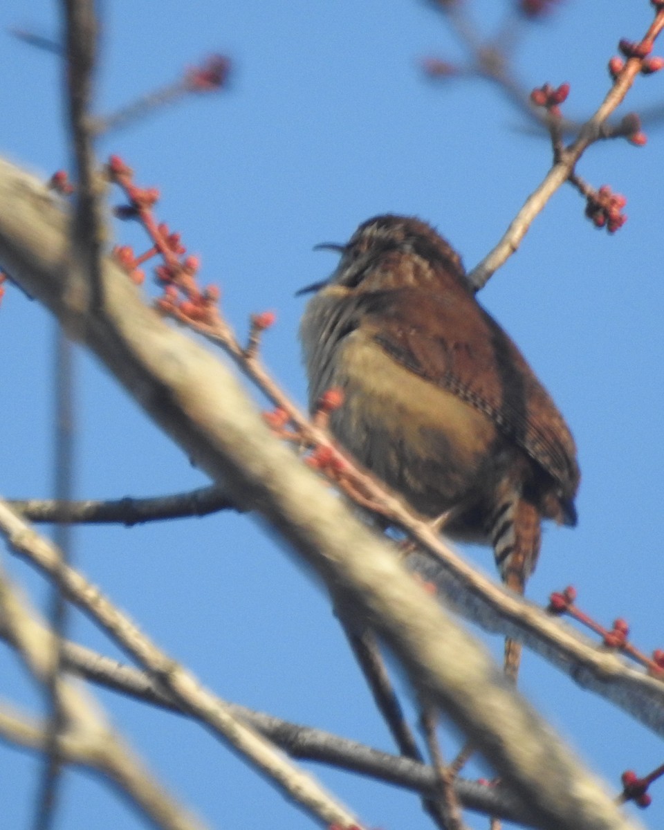 Carolina Wren - ML631276768