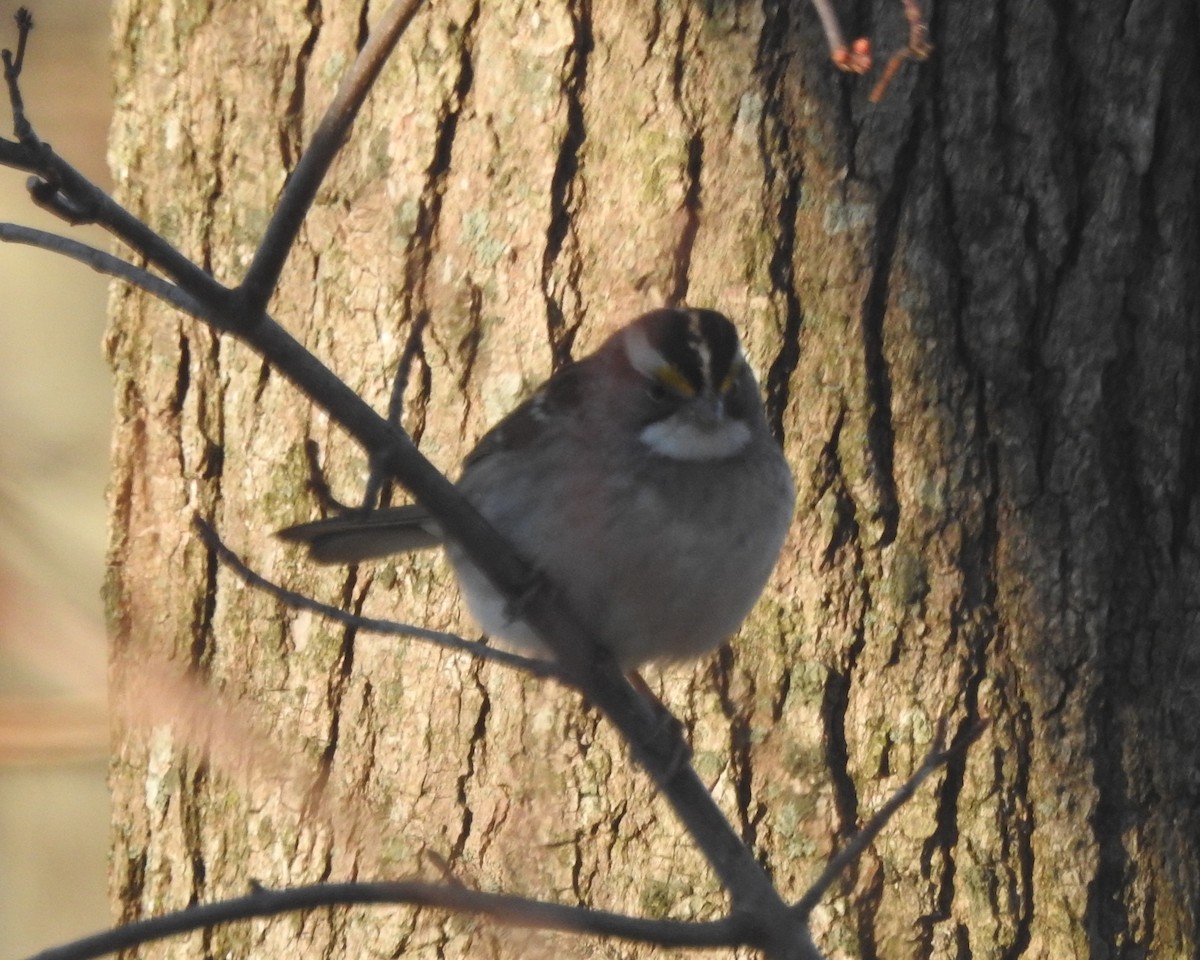 White-throated Sparrow - ML631276775