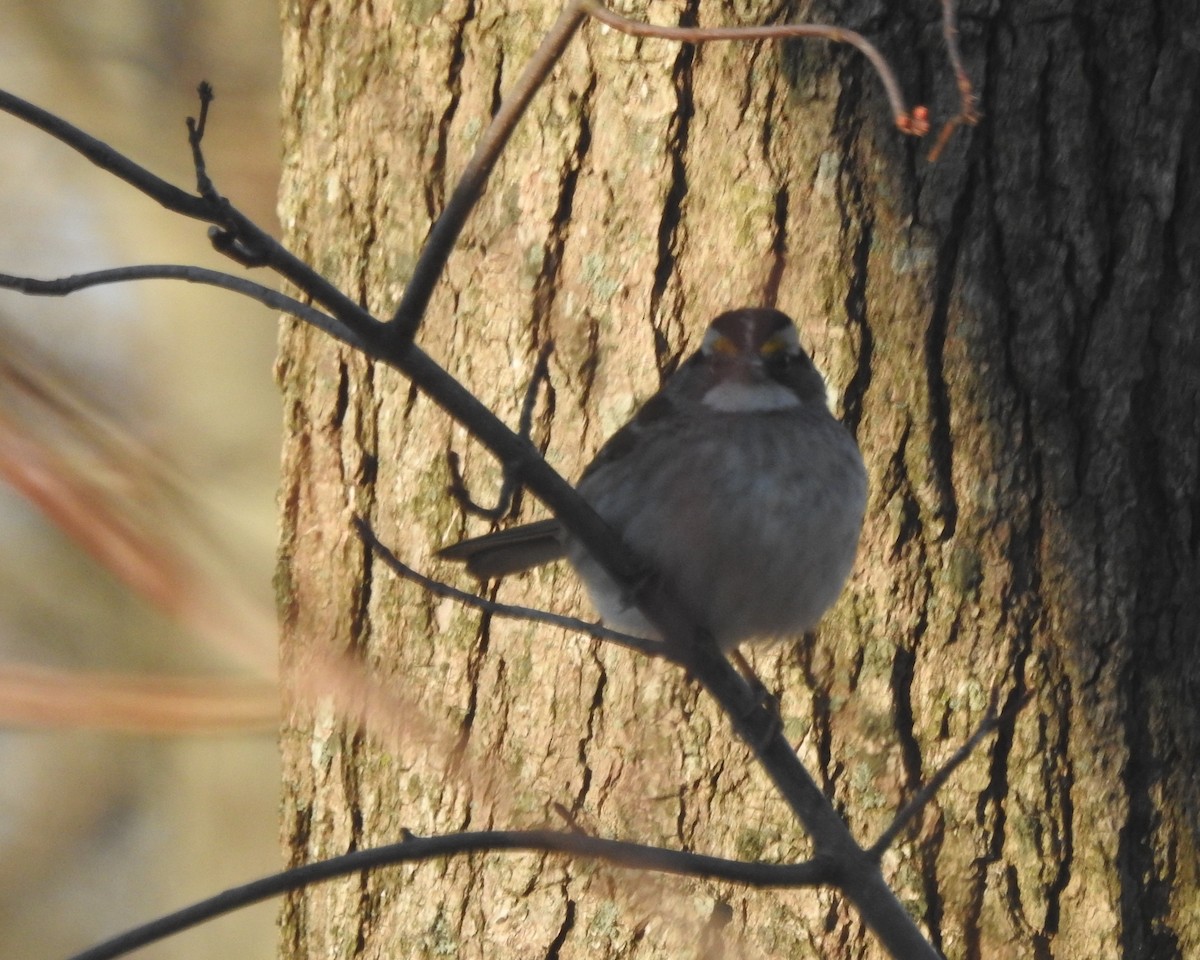 White-throated Sparrow - ML631276776
