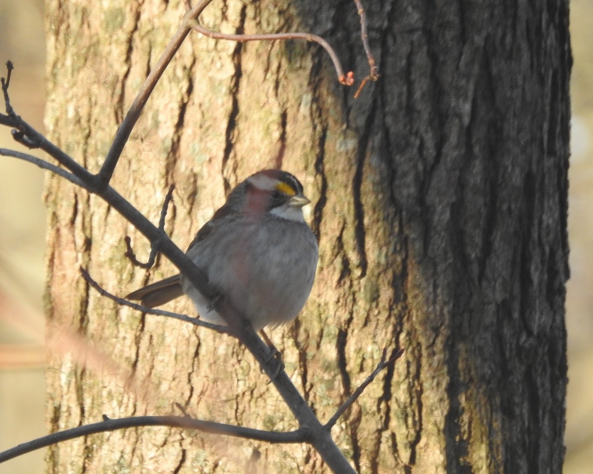 White-throated Sparrow - ML631276777