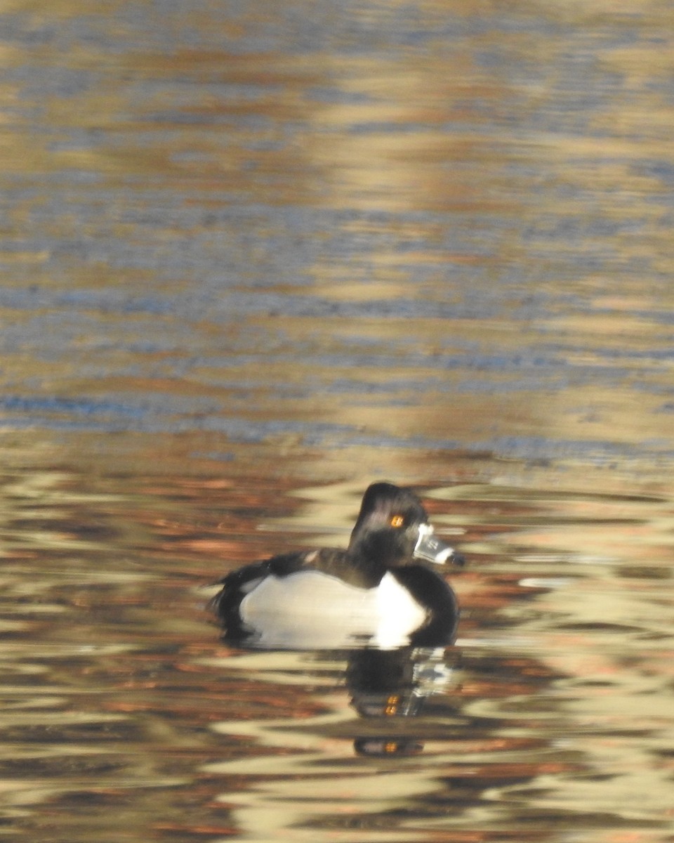 Ring-necked Duck - ML631276797
