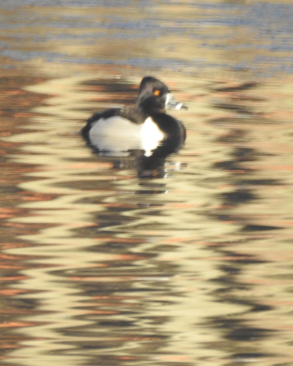Ring-necked Duck - ML631276798