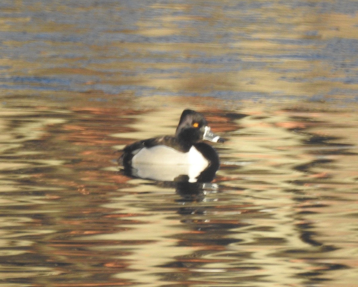 Ring-necked Duck - ML631276801