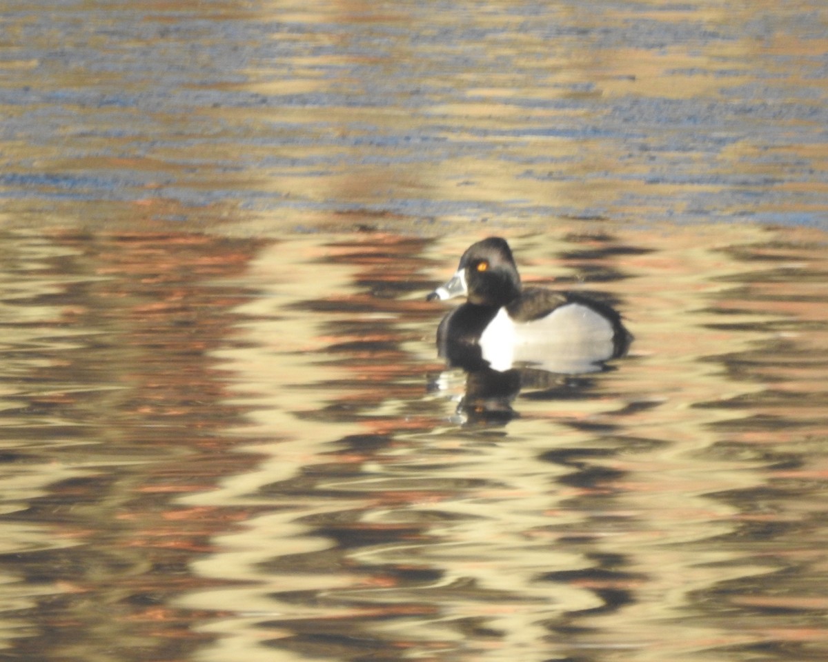 Ring-necked Duck - ML631276803