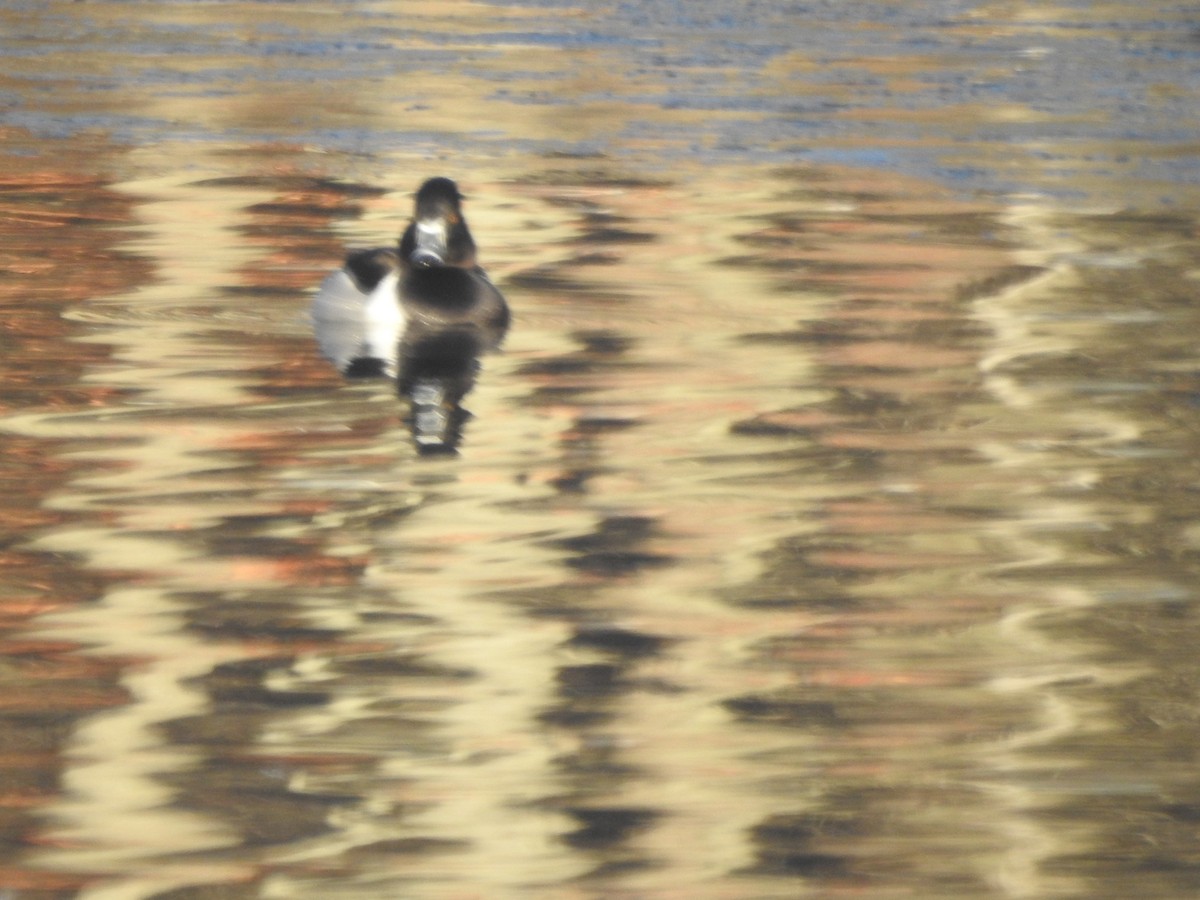Ring-necked Duck - ML631276805