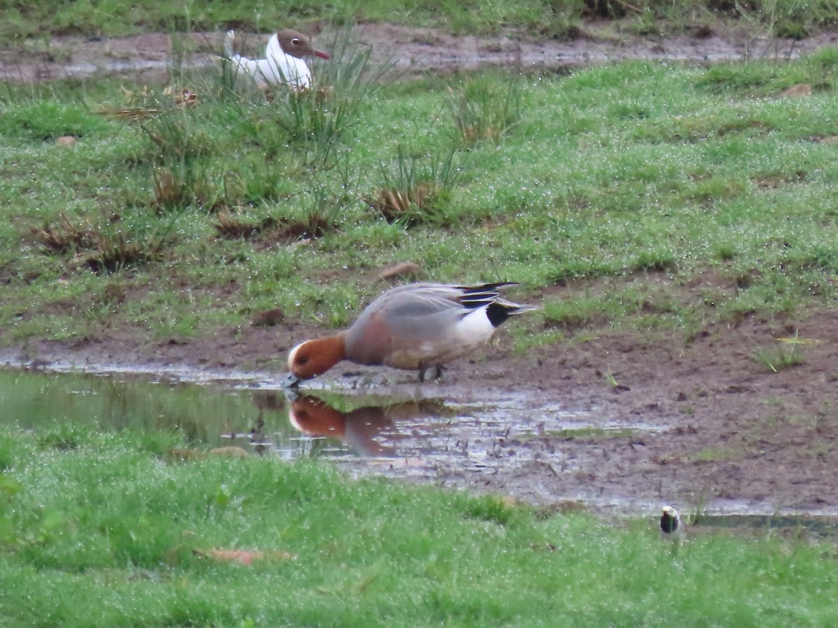 Eurasian Wigeon - ML631276824