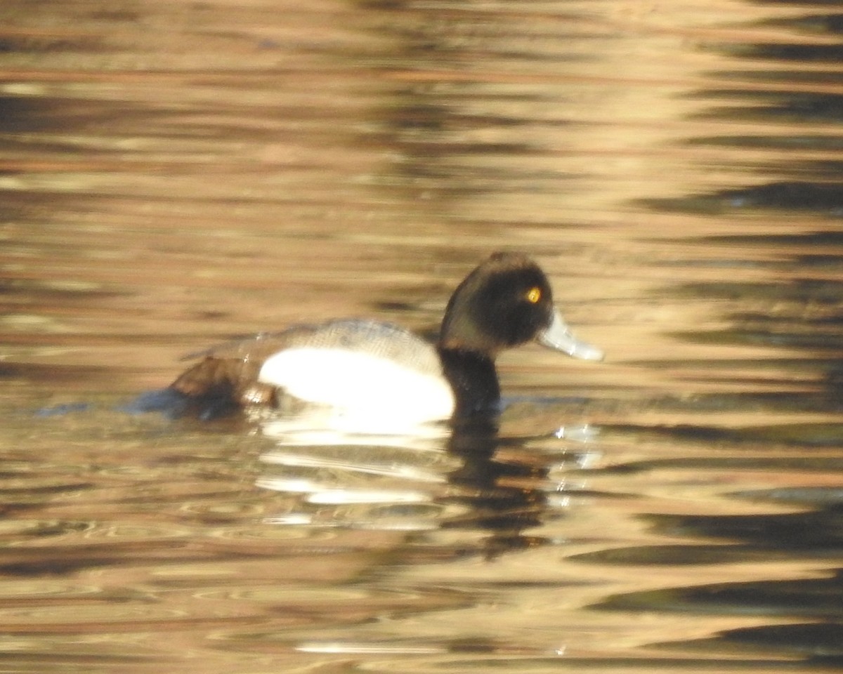 Lesser Scaup - ML631276829