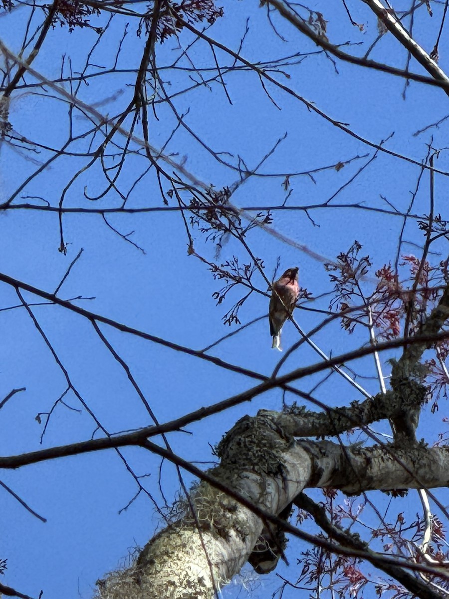 Purple Finch - ML631276926