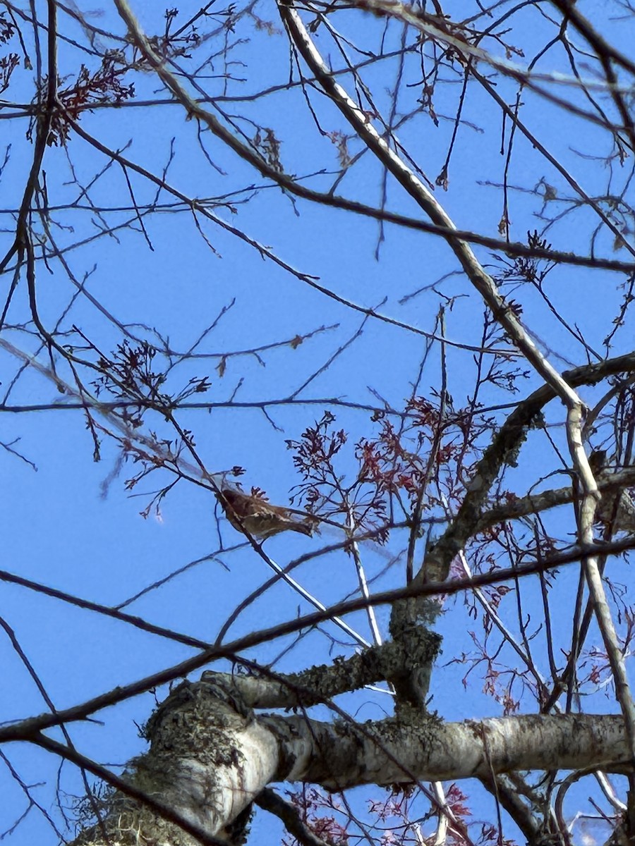 Purple Finch - ML631276943