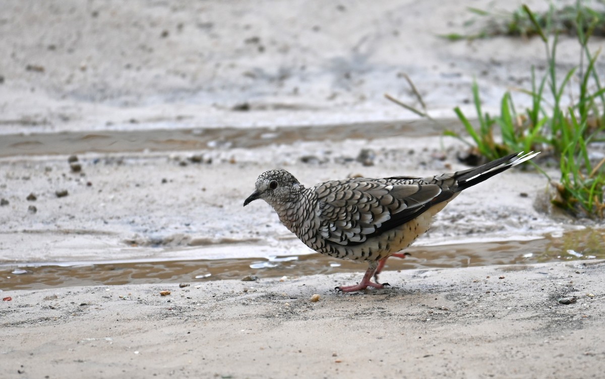 Scaled Dove - ML631276944