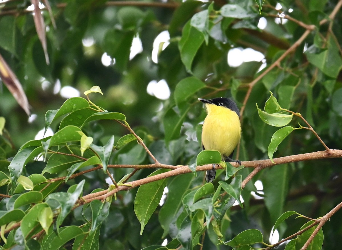 Common Tody-Flycatcher - ML631276958