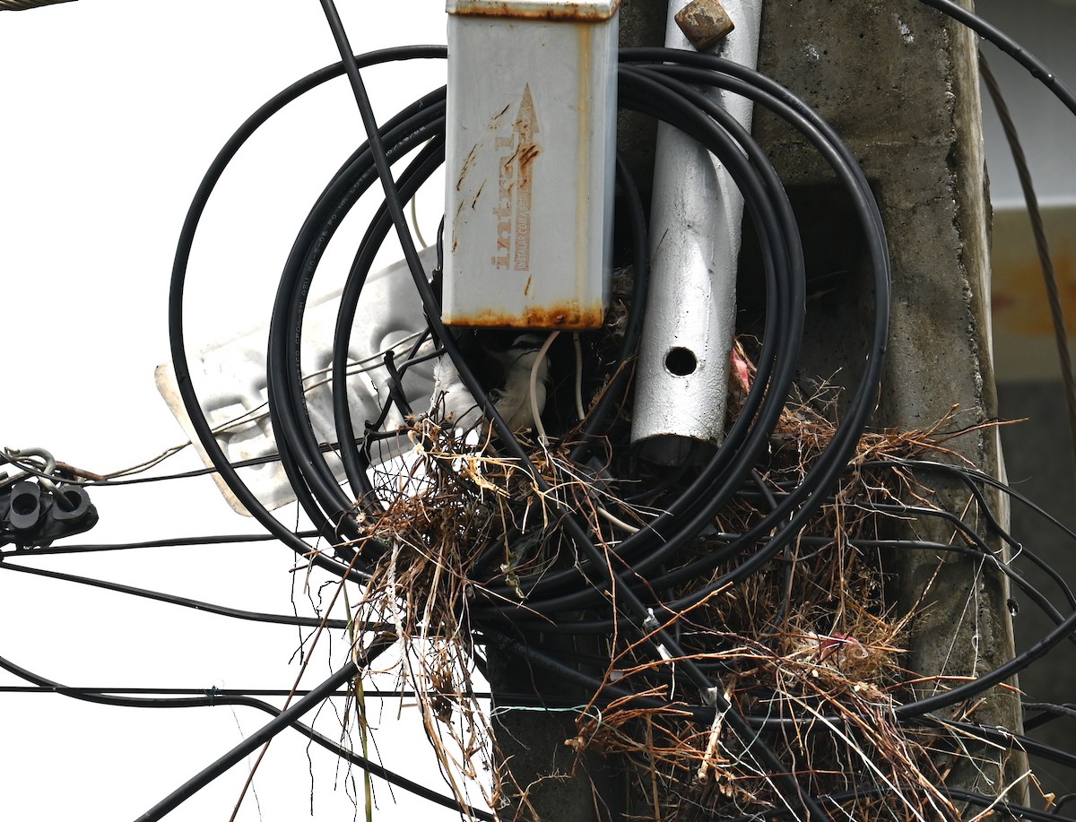 Masked Water-Tyrant - ML631276980