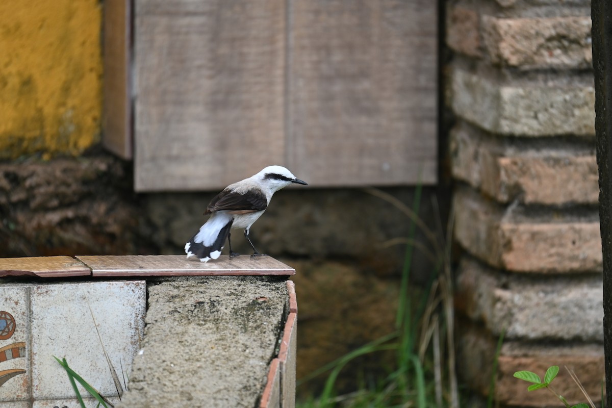 Masked Water-Tyrant - ML631276982