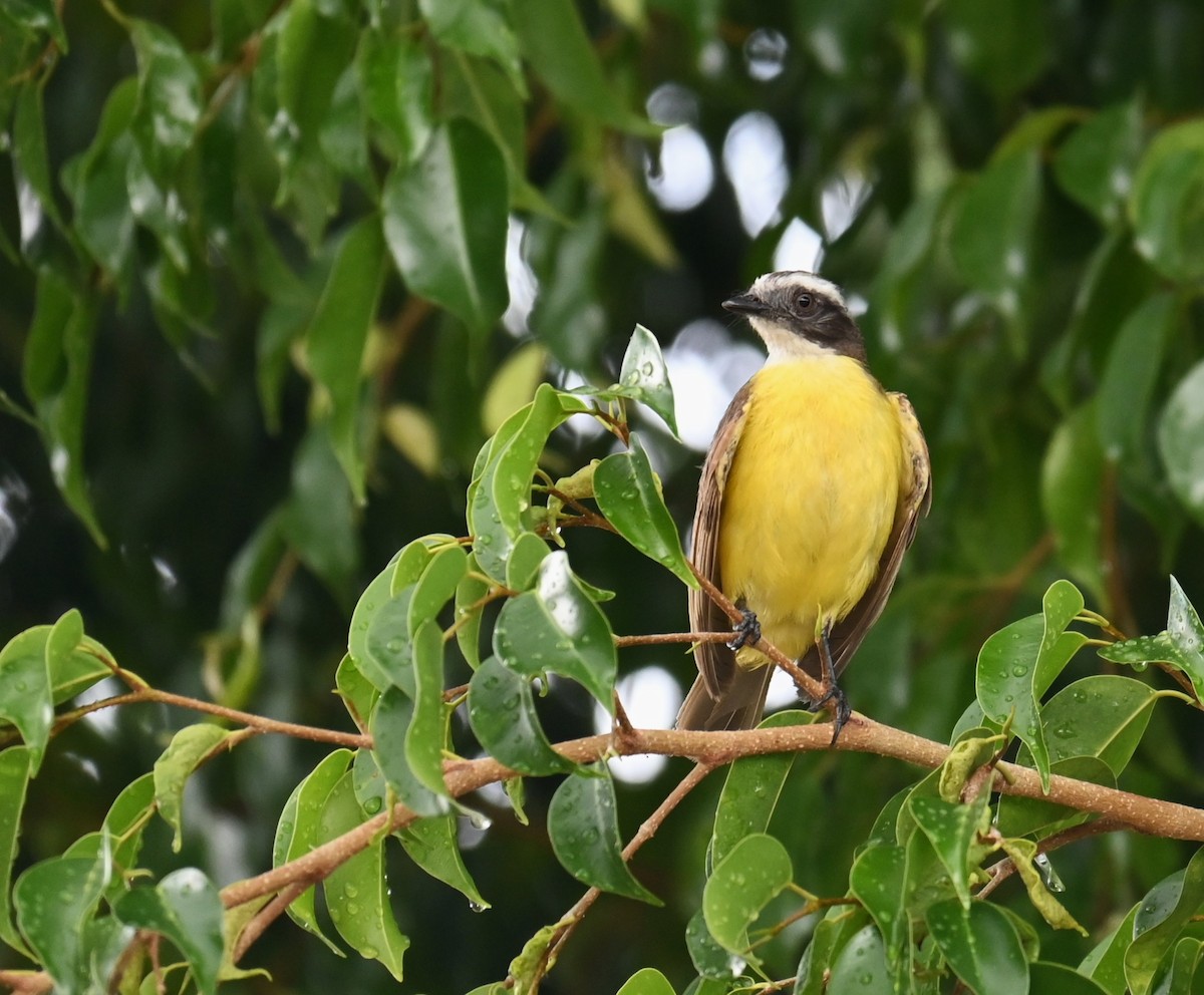 Social Flycatcher - ML631277049