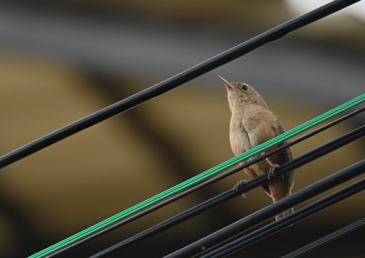 Southern House Wren - ML631277068