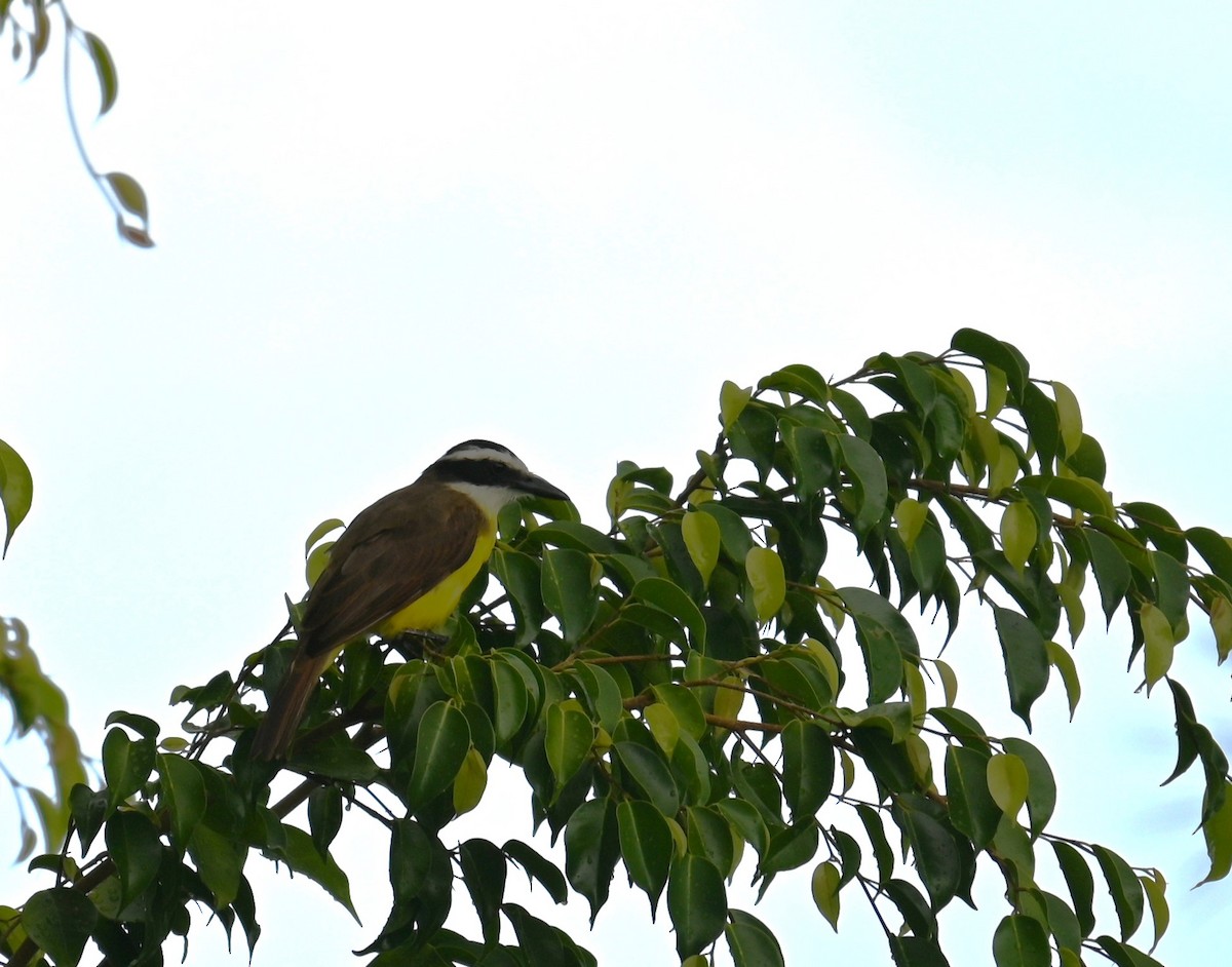 Great Kiskadee - ML631277094