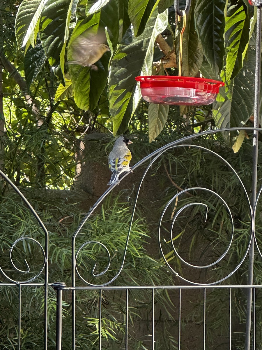 Lawrence's Goldfinch - ML631277152