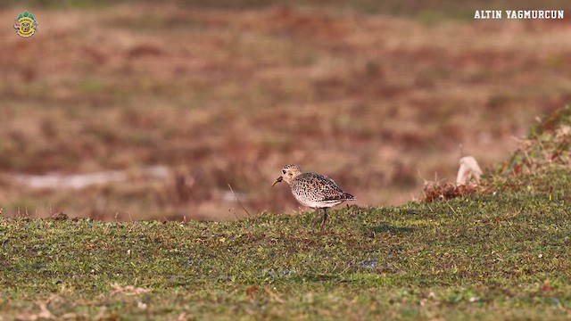European Golden-Plover - ML631277172