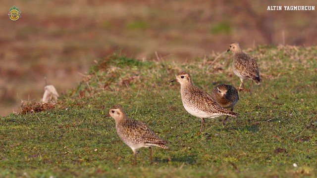 European Golden-Plover - ML631277174