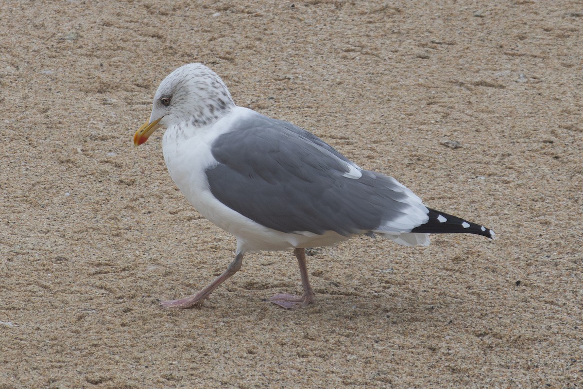 Vega Gull - ML631277243