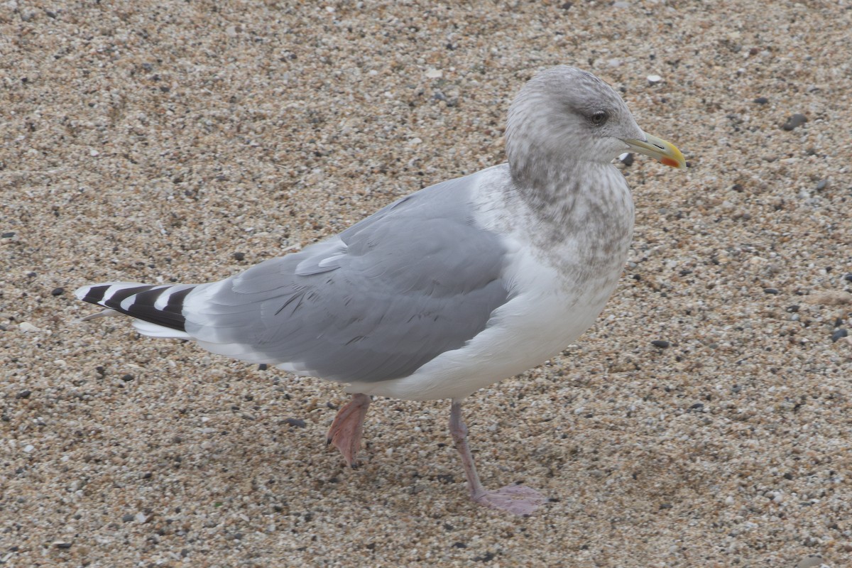 Iceland Gull (Thayer's) - ML631277251