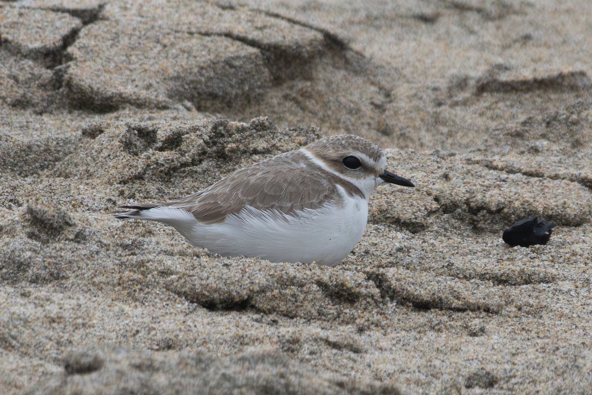 Snowy Plover - ML631277260